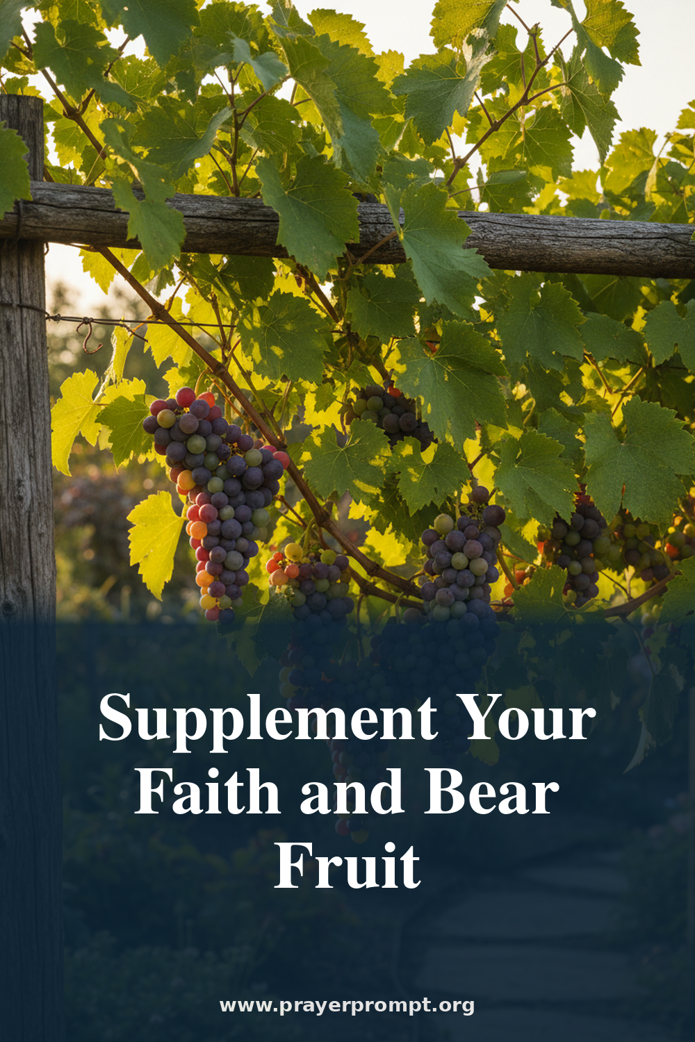 Daily Prayer for July 13, 2026: Supplement Your Faith and Bear Fruit