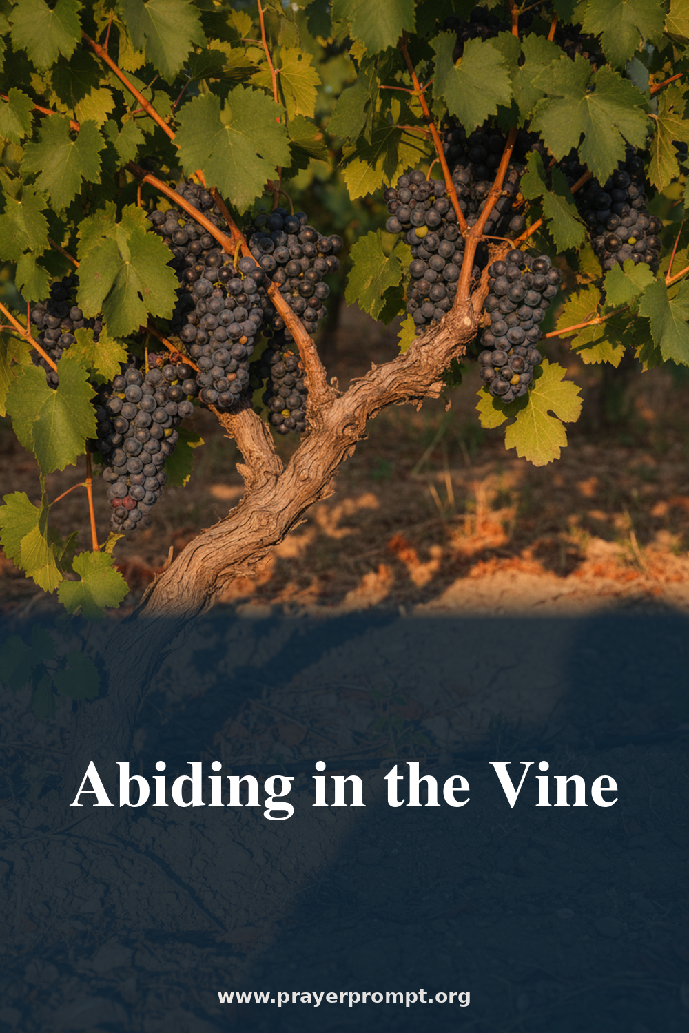 Night Prayer for July 14, 2026: Abiding in the Vine