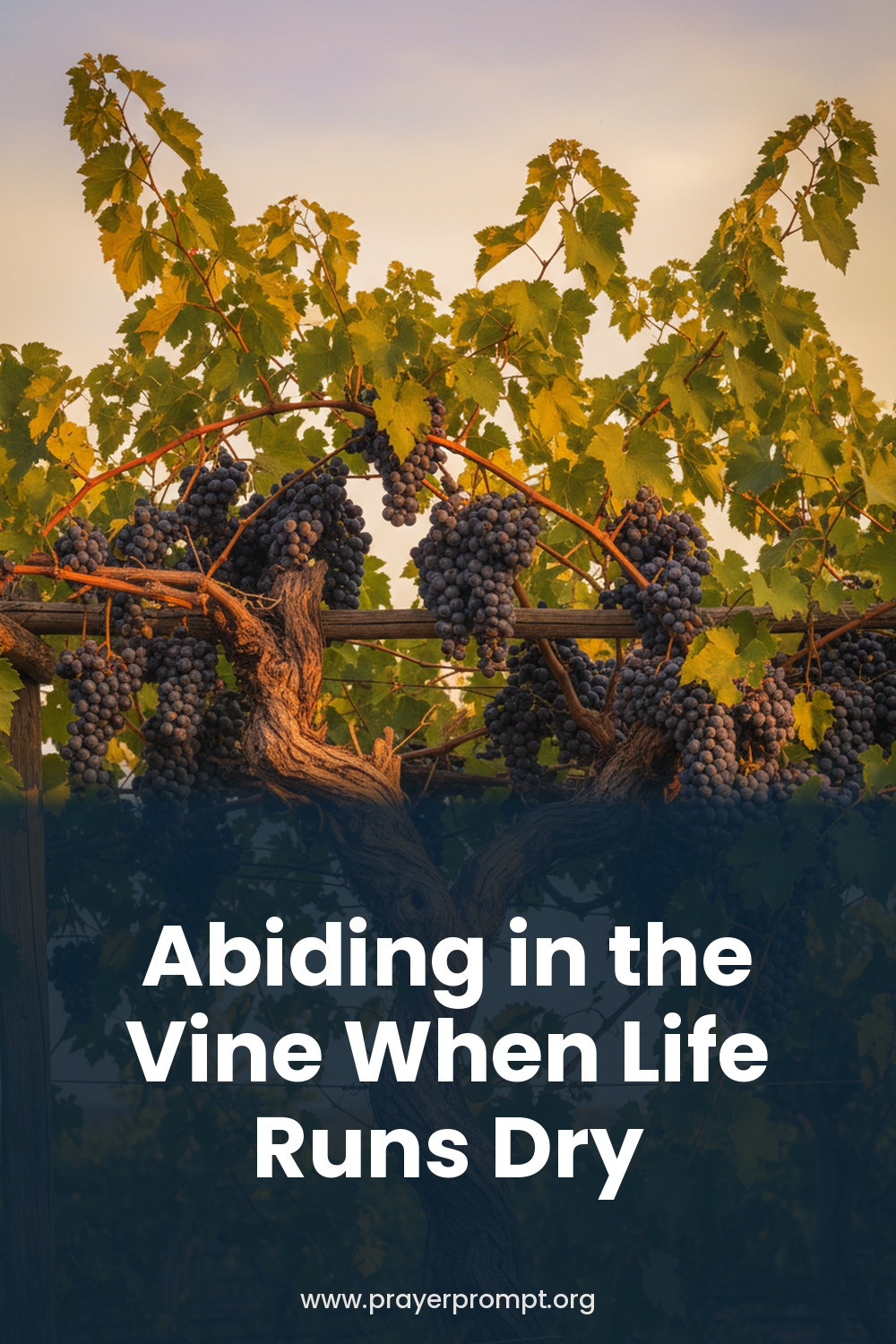 Daily Prayer for September 28, 2026: Abiding in the Vine When Life Runs Dry